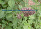 Rouge orange 568-72-9 de poudre chinoise d'herbe de Salvia Miltiorrhiza Danshen fournisseur