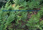 Jaune brunâtre de la poudre 1-1-38 de fines herbes d'extrait de Rhizoma Drynariae pour la douleur de libération fournisseur